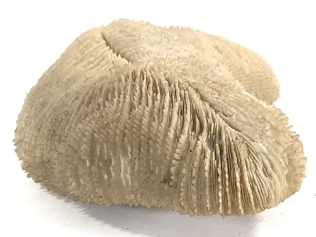 3 Coral Specimens - 6