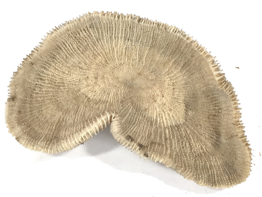 3 Coral Specimens - 7