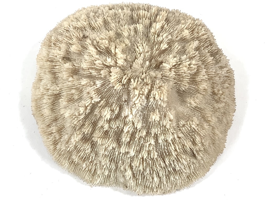 3 Coral Specimens - 8