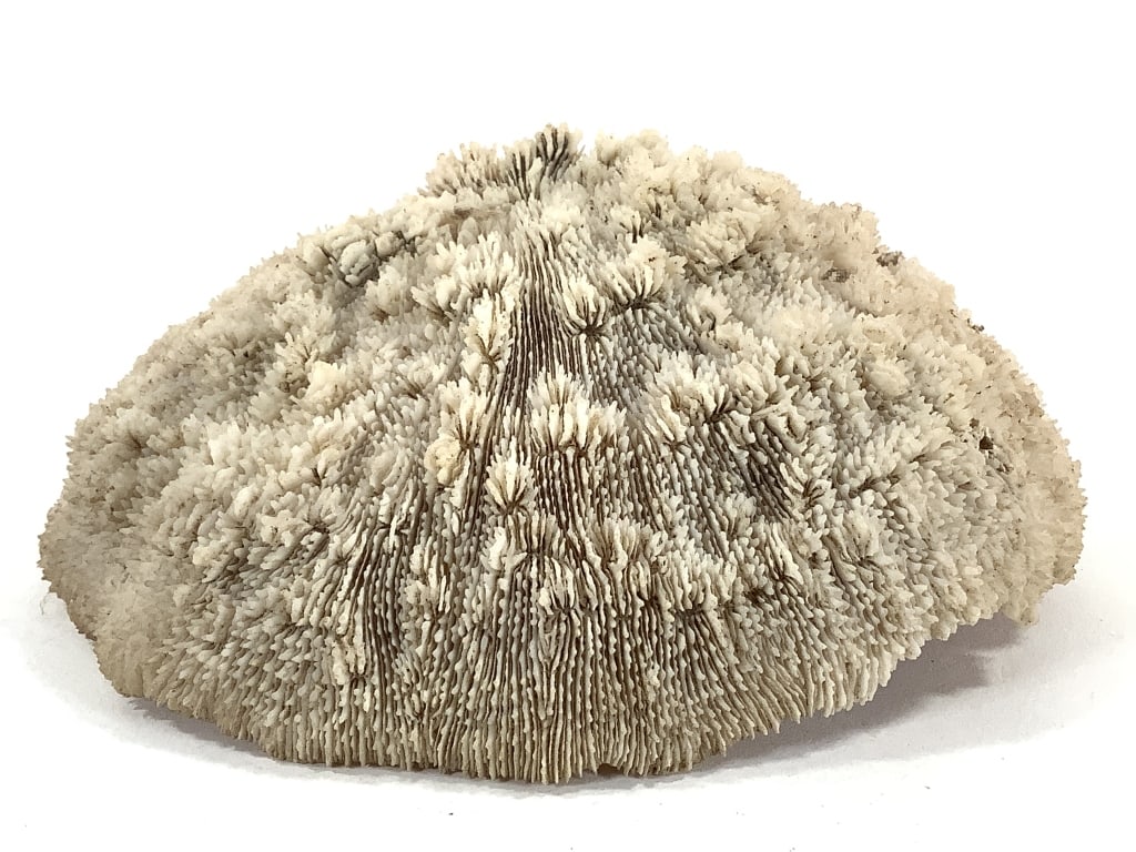 3 Coral Specimens - 9