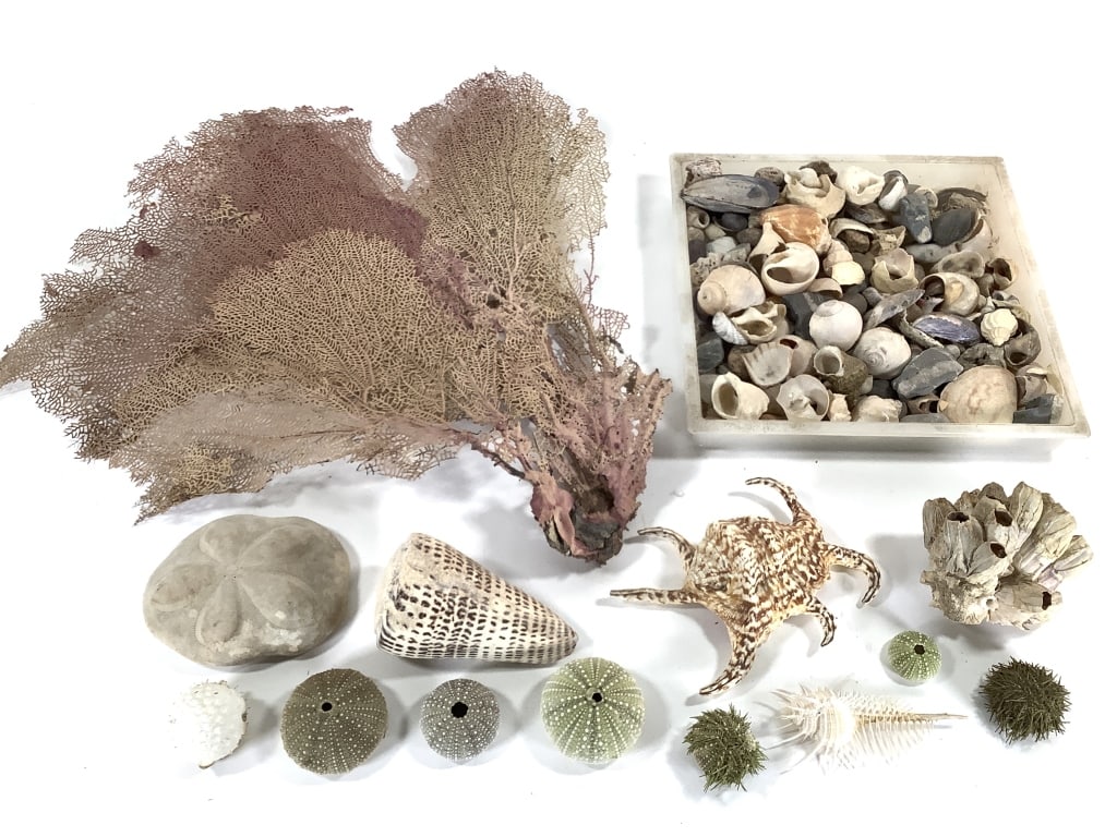 Sea Life Natural Forms Teaching & Inspiration: 20 1/2"H sea fan branch. Provenance: Collection of William and Diane Itter.