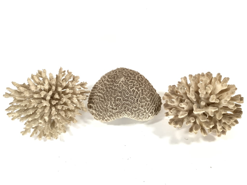 Branch & Brain Coral Specimens: 5 1/2"H tallest. Provenance: Collection of William and Diane Itter.