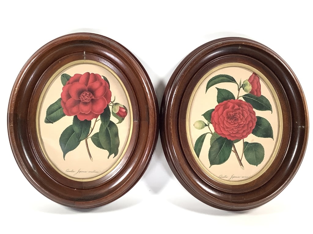 Vtg Framed Camellia Japonica Botanical Prints (1 of 7)