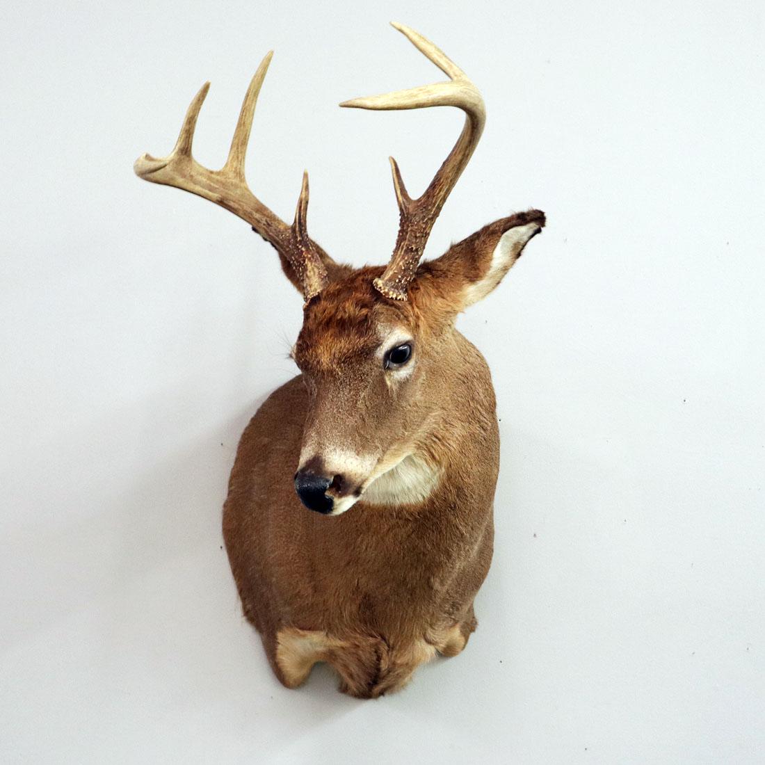 Deer Shoulder Mount (1 of 2)