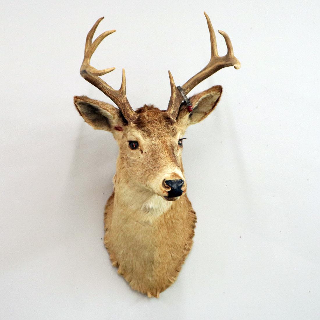 Deer Shoulder Mount (1 of 2)