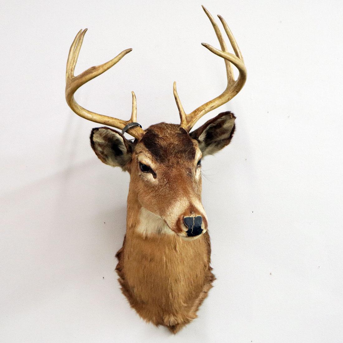Deer Shoulder Mount (1 of 2)