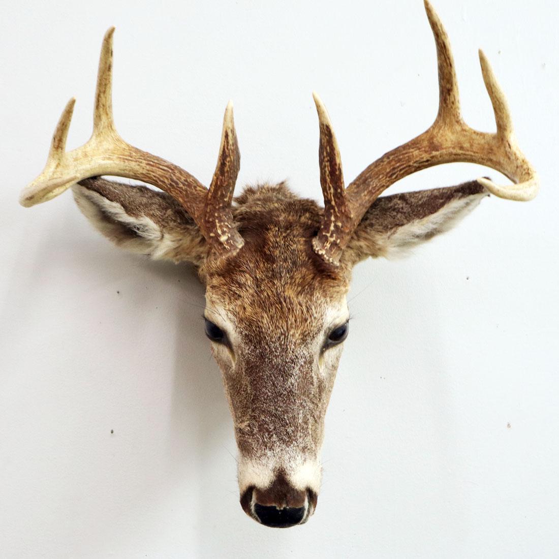 Deer Head Mount (1 of 1)