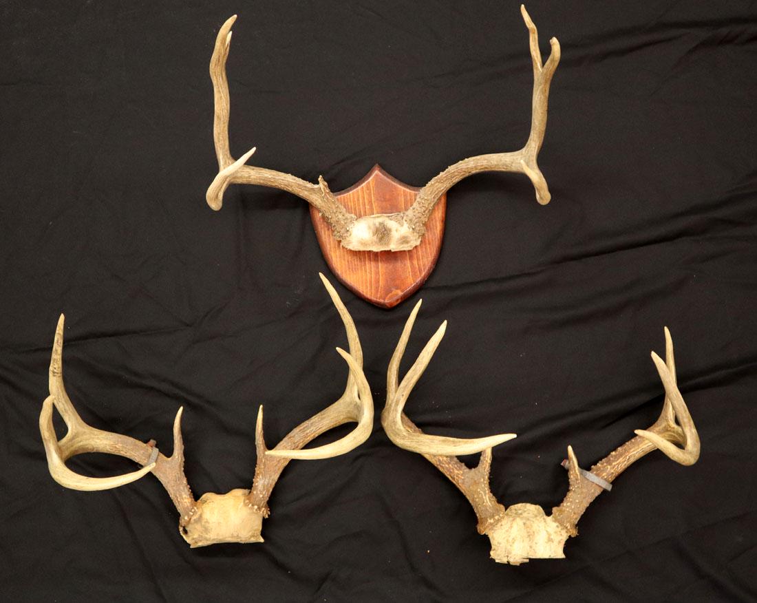 3 Sets of Deer Horns (1 of 1)