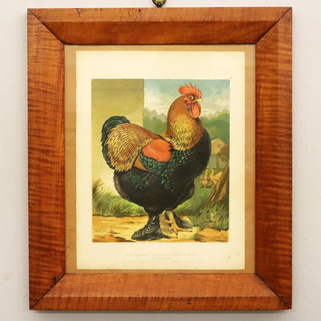 Lithograph of a Rooster: A Late 19th Century Lithograph of a Chicken. Lithograph on paper is Plate 19 from Cassell's Poultry Book, Published in 1886, and is entitled "Mr. E. Tudman's Partridge Cochin Cock 'Talbot'". Minor fad