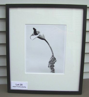 Joan Fontcuberta, Spanish, b.1955 Silver Gelatin p: Joan Fontcuberta, Spanish, b.1955 Silver Gelatin print "Cala Rasca" (from the series Herbarium), 8 1/2 x 10 1/4" (image) 15 1/4" x 11 3/4" (paper size), signed verso, dated 1984, archival framed (John