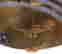 item-113281169=4