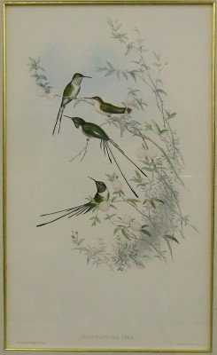 John Gould Lithograph: John Gould, British, 1804-1881. A 19th century large folio lithograph of four Hummingbirds entitled "Thaumastura Cora" with metallic hand highlighted detail. Marked "J. Gould and H. C. Richter del et 