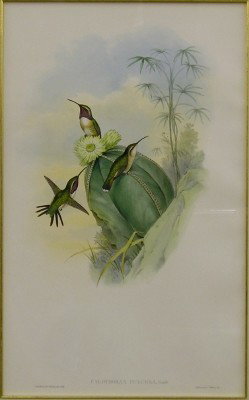 John Gould Lithograph: John Gould, British, 1804-1881. A 19th century large folio lithograph of three Hummingbirds entitled "Calothorax Pulchra" with metallic hand highlighted detail. Marked "J. Gould and H. C. Richter del 