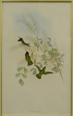 John Gould Lithograph: John Gould, British, 1804-1881. A 19th century large folio lithograph of three Hummingbirds entitled "Calypte Costae" with metallic hand highlighted detail. Marked "J. Gould and H. C. Richter del et l