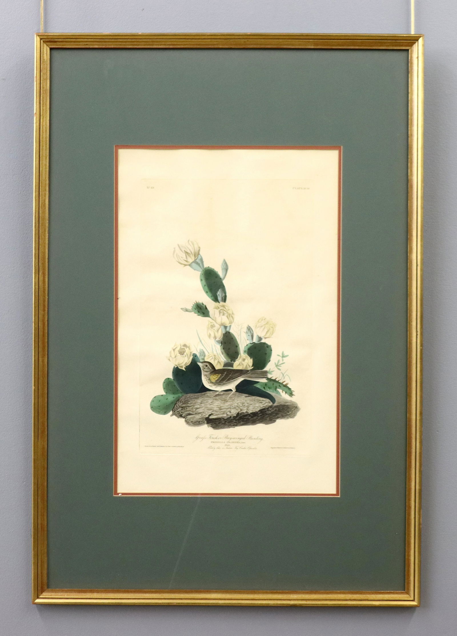 Audubon Grass Finch Aquatint (1 of 6)