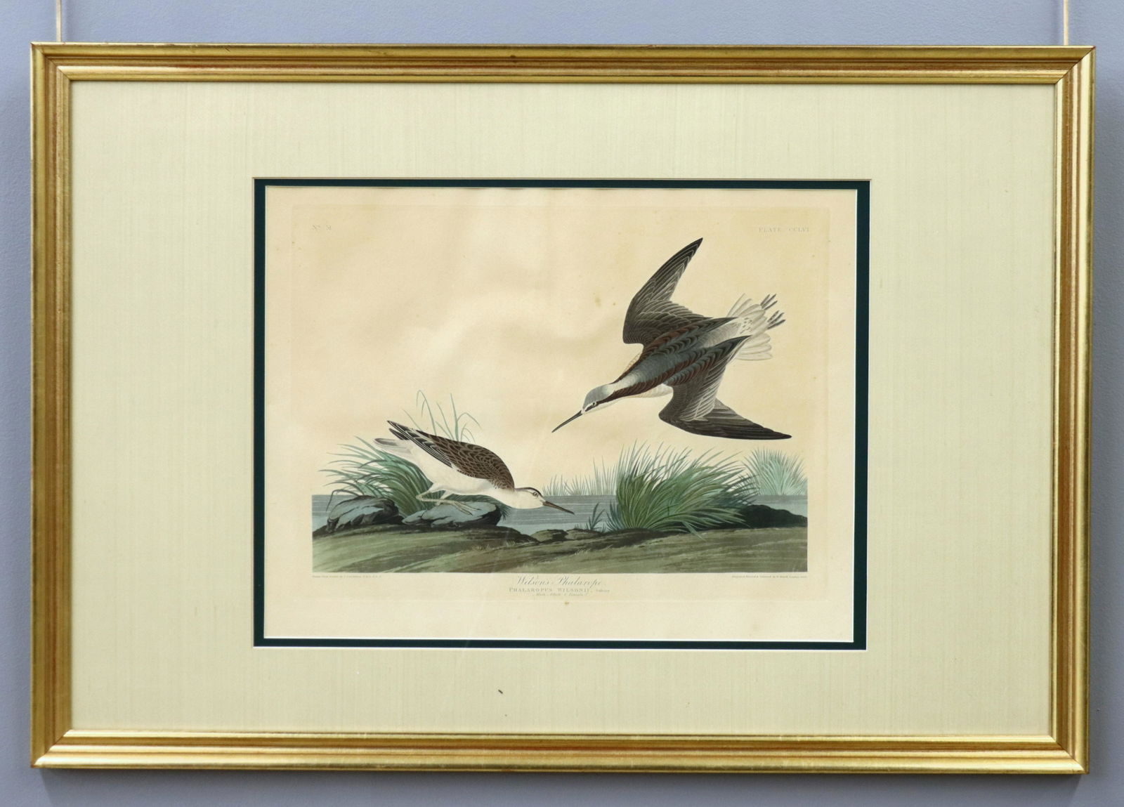 Audubon Wilson's Phalarope Aquatint (1 of 8)
