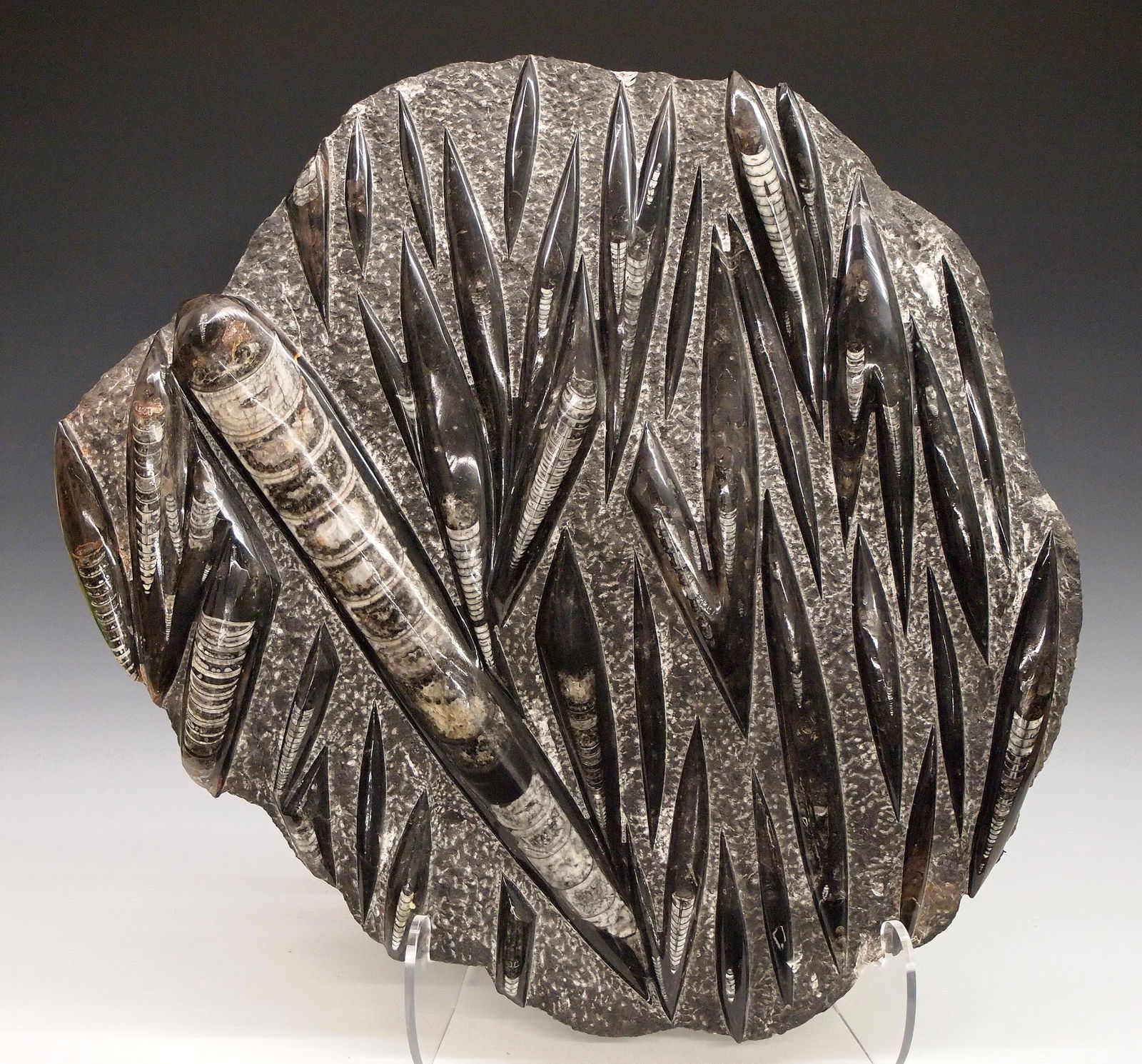 Orthoceras Fossil Slab: A polished Orthoceras fossil slab. Orthoceras is a genus of the extinct nautiloid cephalopod from the marine limestones of the Baltic States and Sweden. Minor wear, edge damage. 24 x 22" high. ESTIMAT