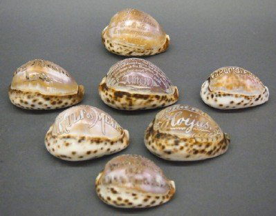 7 Souvenir Sea shells: Seven turn of the century Souvenir Sea shells with Cameo carved design. Includes 1933 World's Fair, 1885 GAR Encampment, 1921 USS N Dakota "Cruise", The Lord's Prayer etc. Some with slight wear. Up to