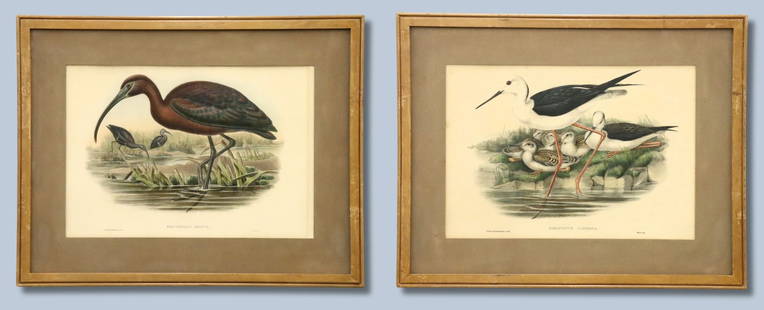 2 J. Gould Lithographs: John Gould, British, 1804-1881. Two late 19th century lithographs on paper with hand coloring from Gould's "Birds of Great Britain" 1862-1873. Includes one of an Glossy Ibis titled "Falcinellus Igneus
