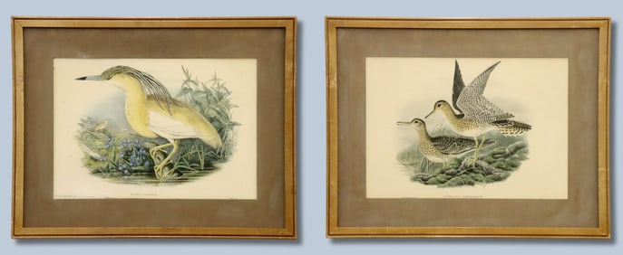 2 J. Gould Lithographs