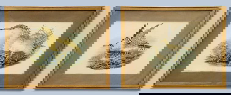 2 J. Gould Lithographs: John Gould, British, 1804-1881. Two late 19th century lithographs on paper with hand coloring from Gould's "Birds of Great Britain" 1862-1873. Includes one of an Upland Sandpiper titled "Actiturus Bar