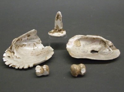 3 Ear Spools & 2 Shells: Ancient Native American Ear Spools and Shells. Including Three pottery Ear Spools together with Two shell hoe blades; all reportedly from Reelfoot Lake, TN. Wear and some chipping to each. From 1/2" t